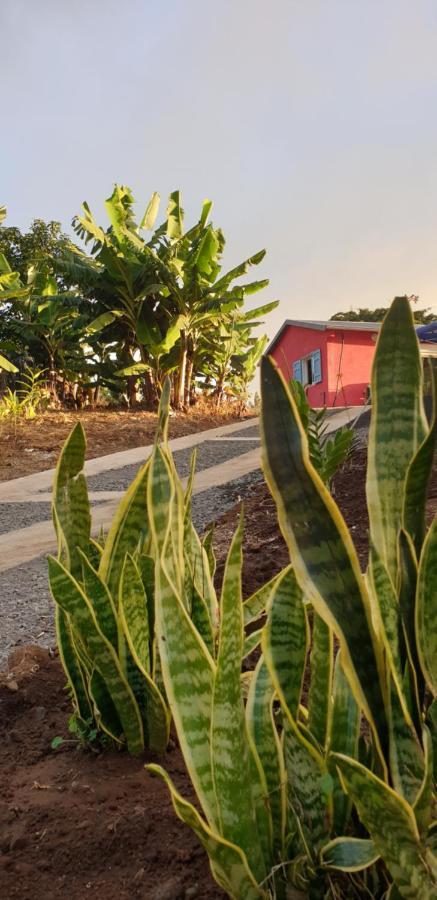 Au Coeur Des Plantations Guest House La Possession Exterior foto